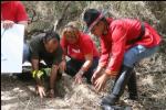 Más de 13.500 árboles plantados en Aragua este año