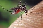 Epidemia de dengue se expande en Argentina, Bolivia, Brasil y Paraguay