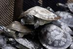 Liberados 16 mil tortuguillos arrau en Santa María del Orinoco