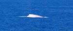 Avistan una ballena albina recién nacida en el norte de Australia